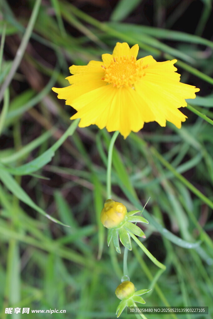 金鸡菊  