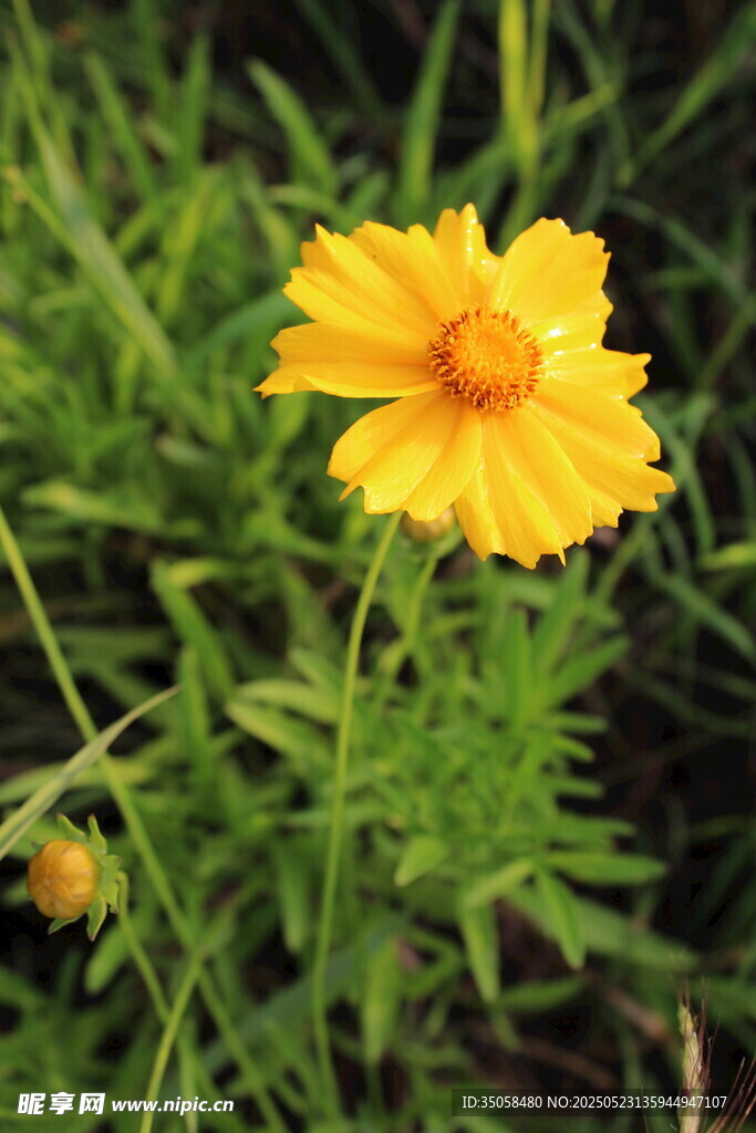 金鸡菊 