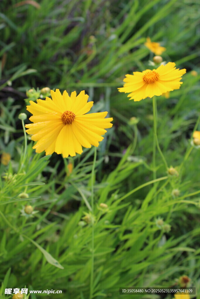 金鸡菊  