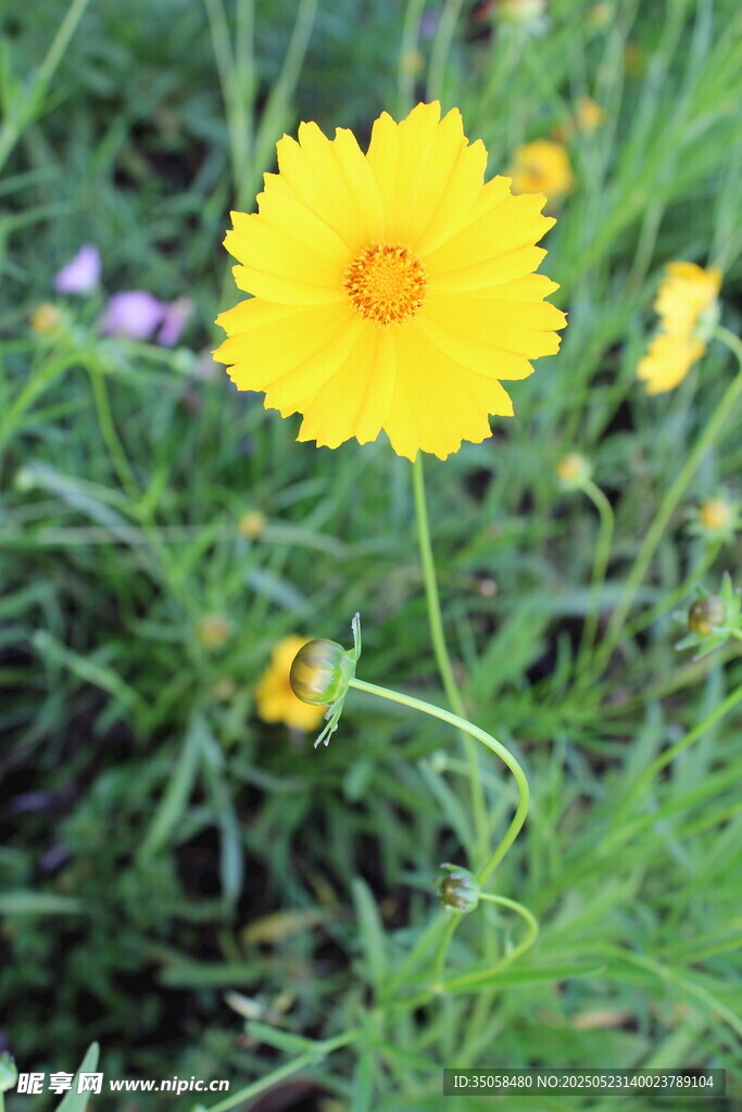 金鸡菊 