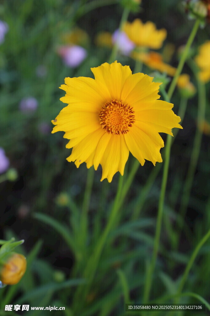 金鸡菊  