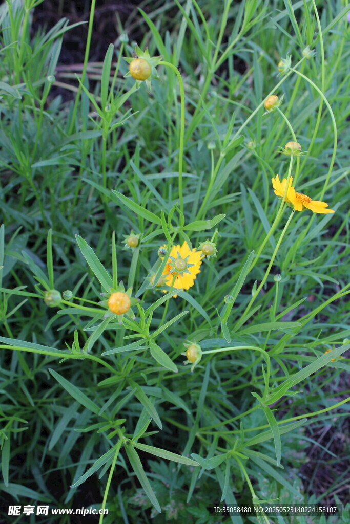 金鸡菊  