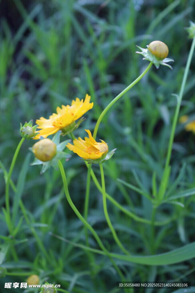 金鸡菊  