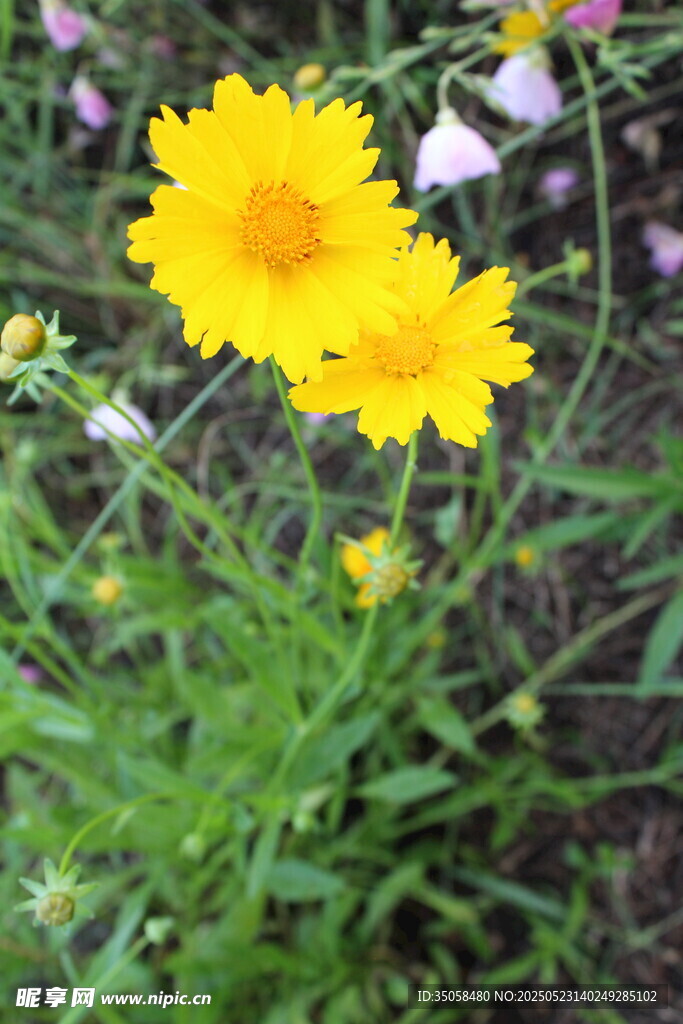 金鸡菊  
