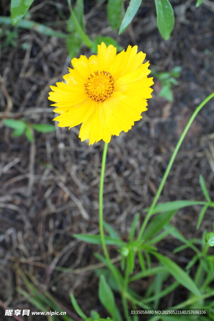 金鸡菊  