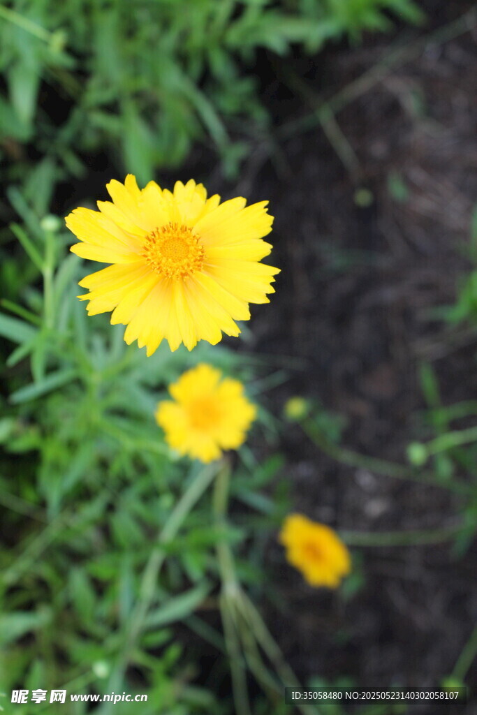 金鸡菊  