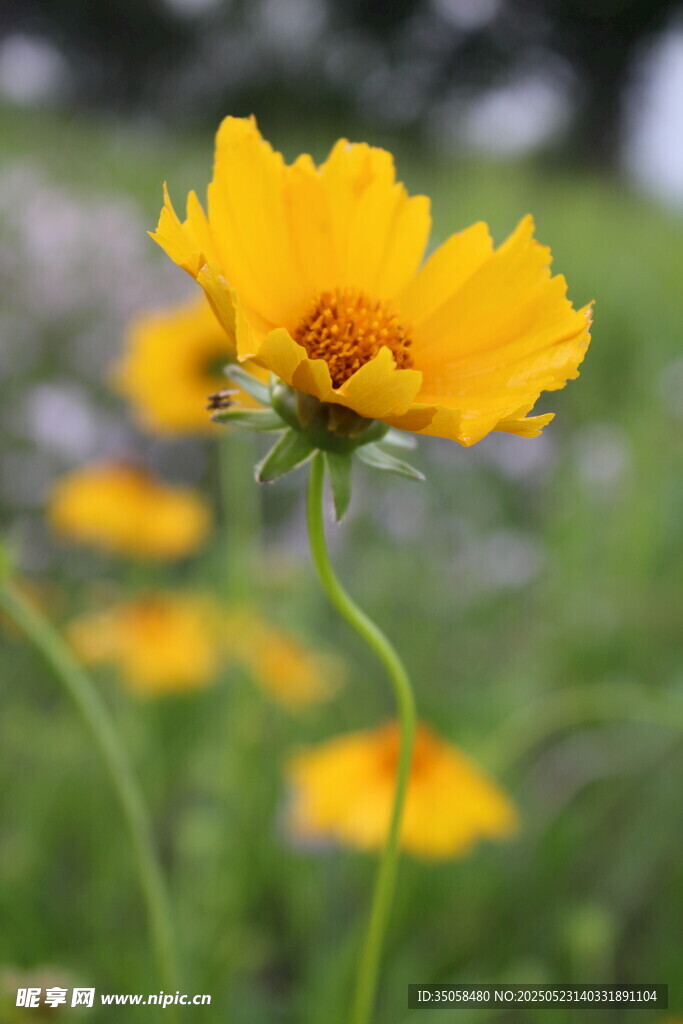 金鸡菊  