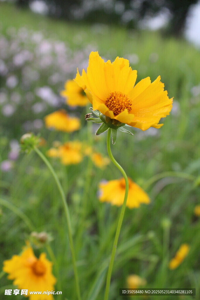 金鸡菊  