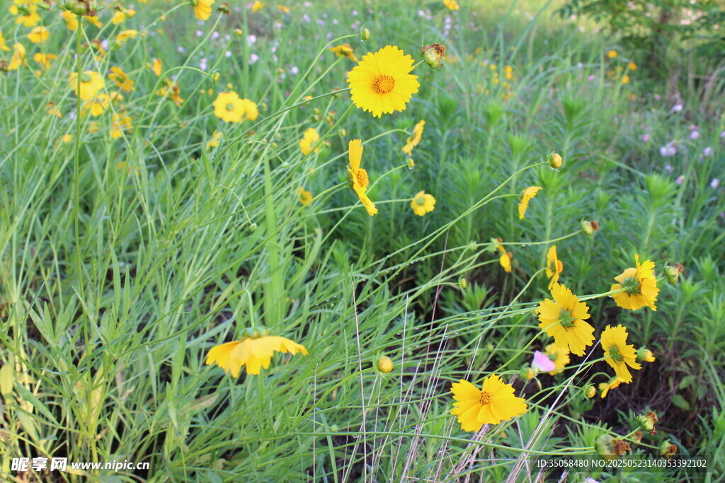 金鸡菊  