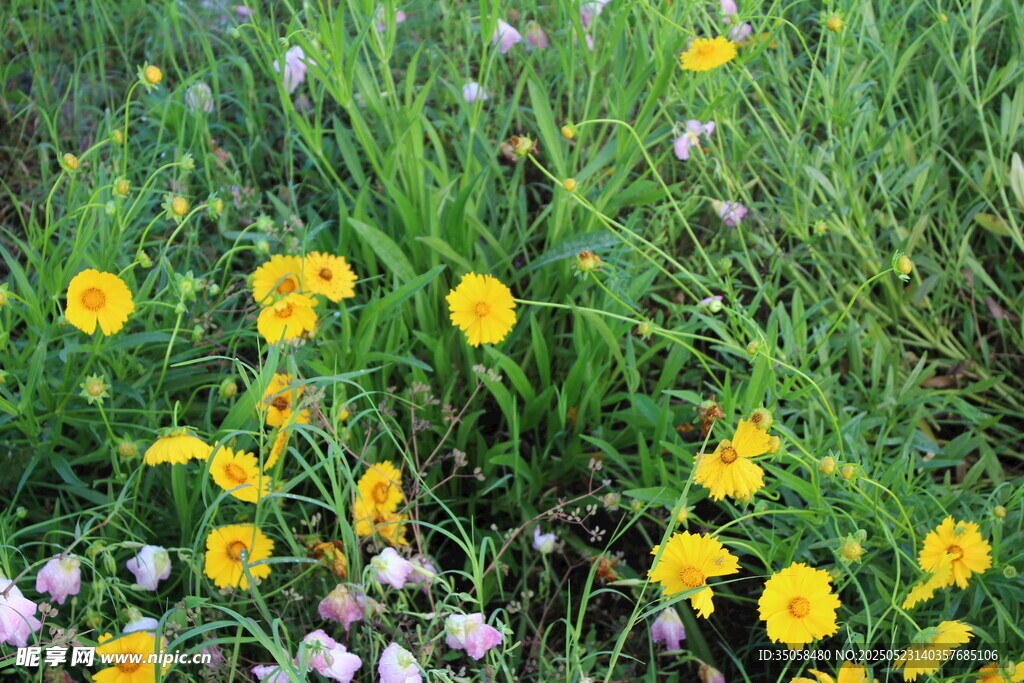 金鸡菊  
