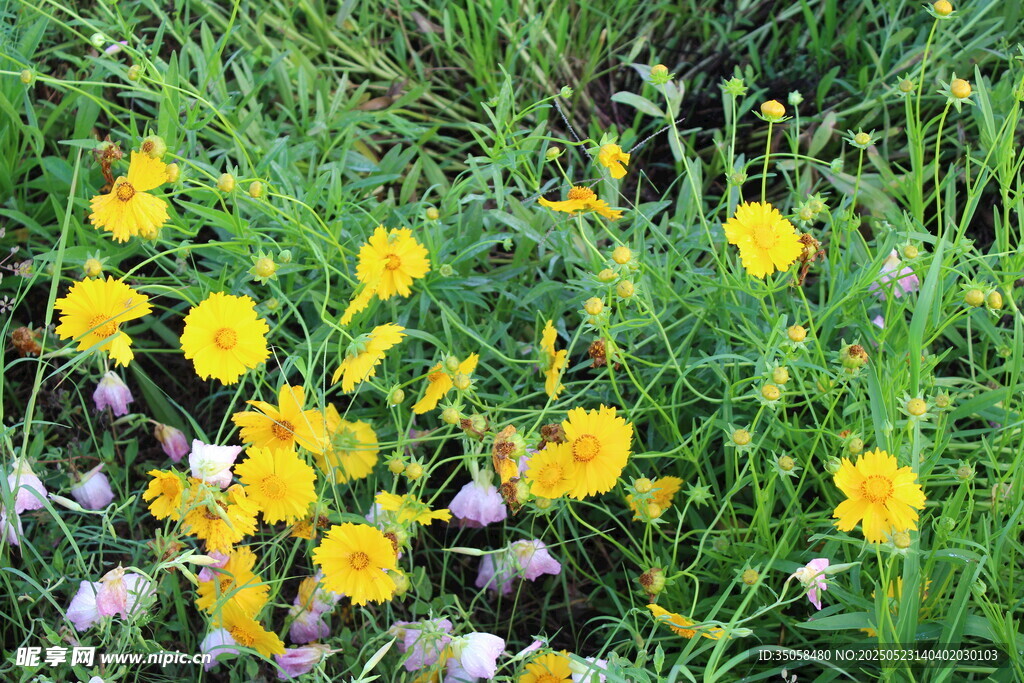 金鸡菊  