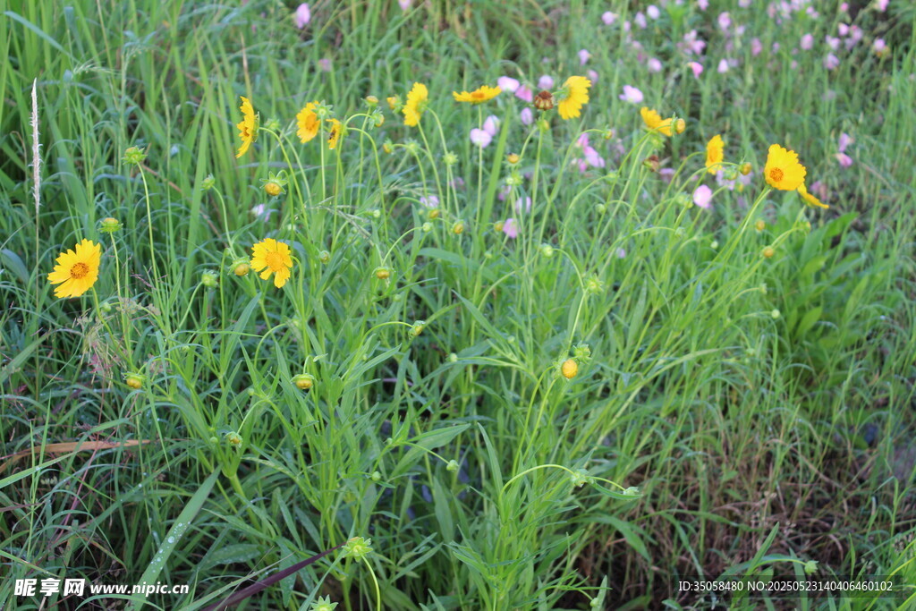 金鸡菊  