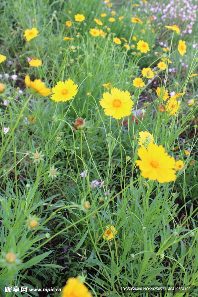 金鸡菊  