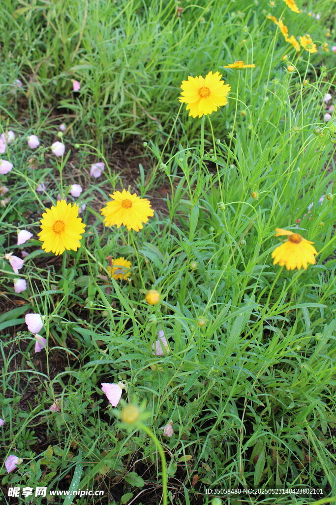 金鸡菊  