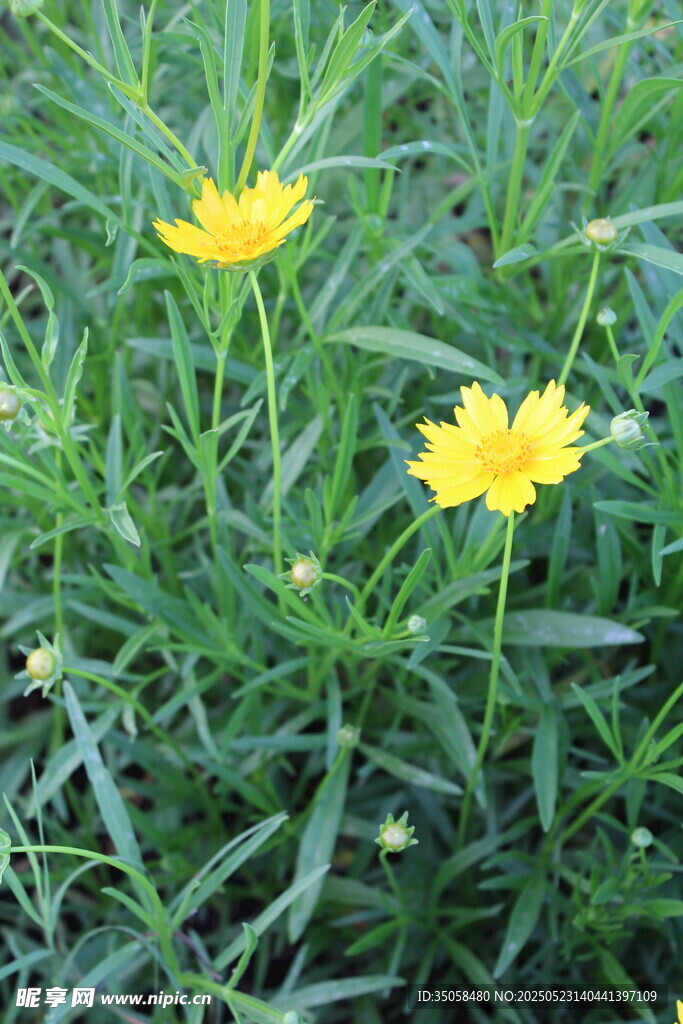 金鸡菊  