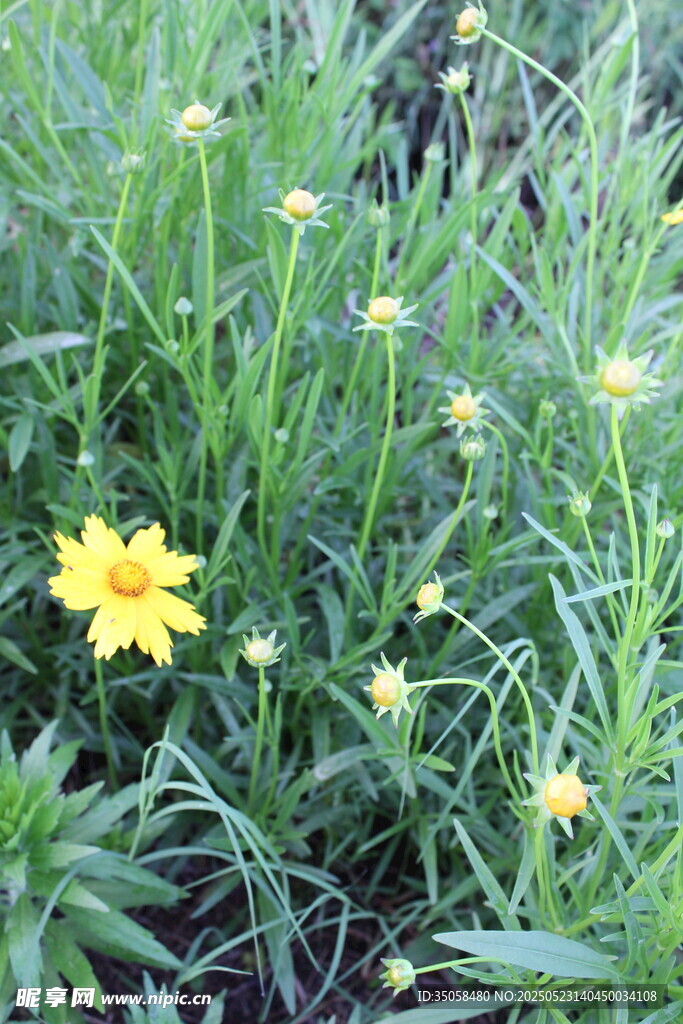 金鸡菊 