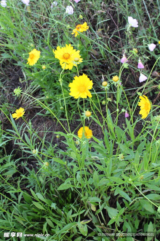 金鸡菊  
