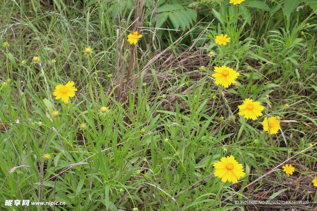 金鸡菊  