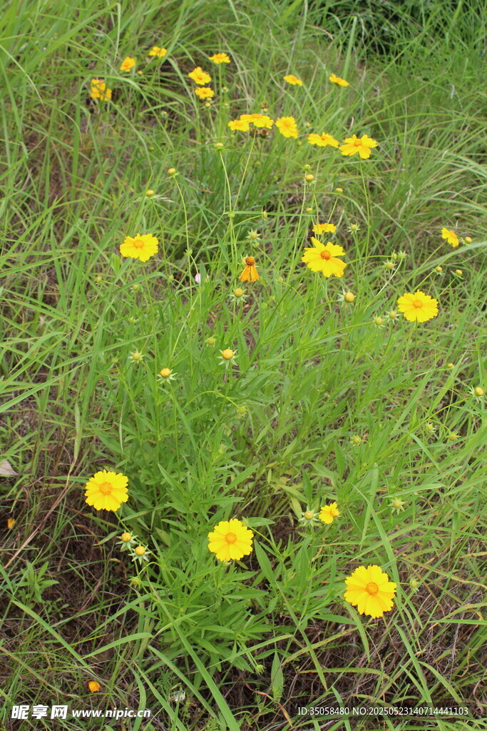 金鸡菊  