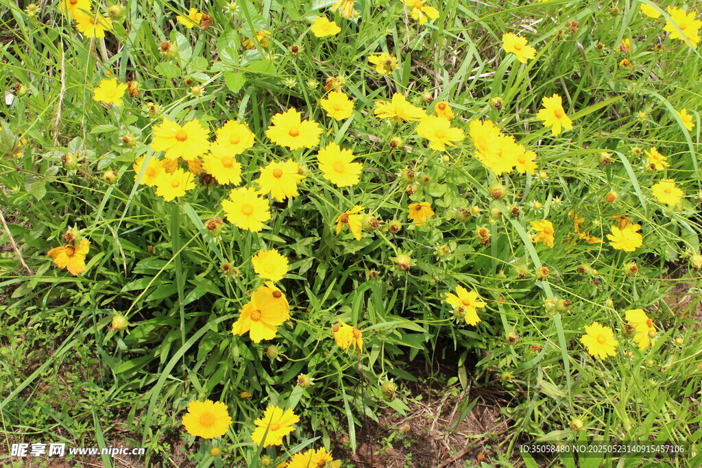 金鸡菊 