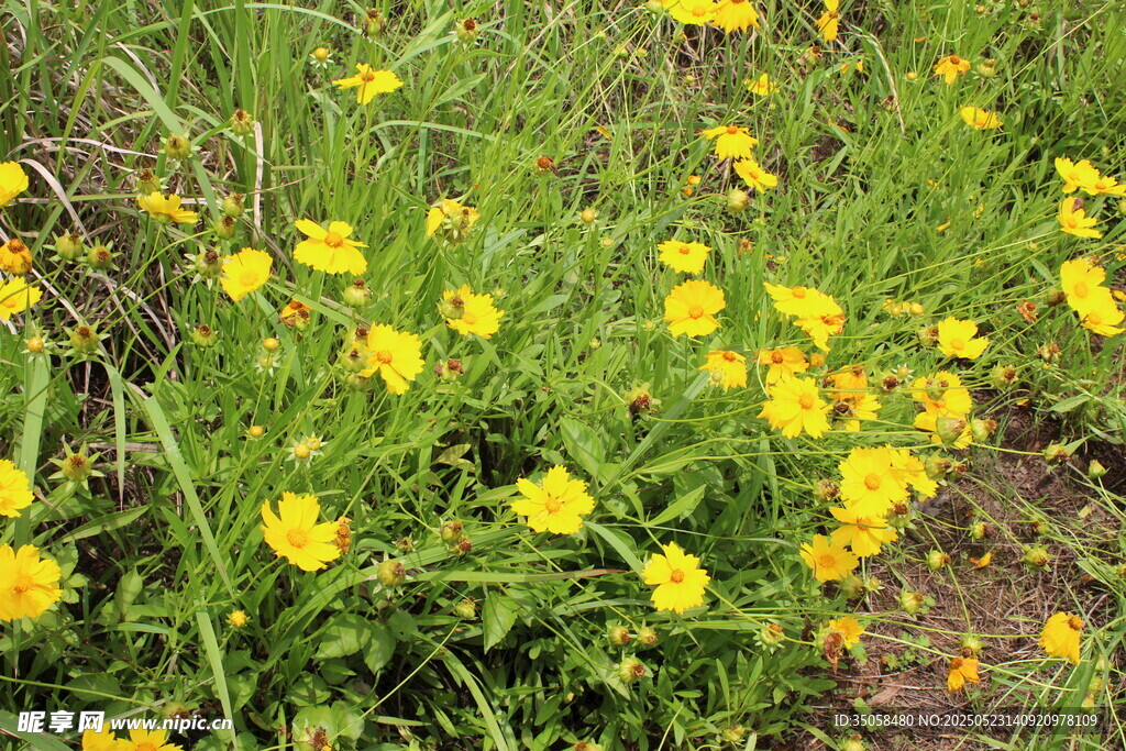 金鸡菊 