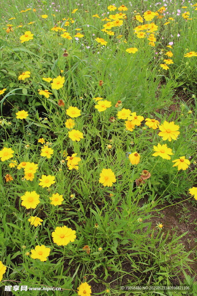 金鸡菊 