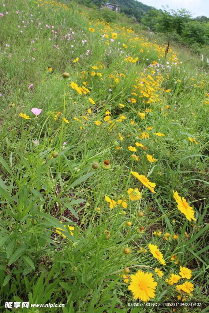 金鸡菊 
