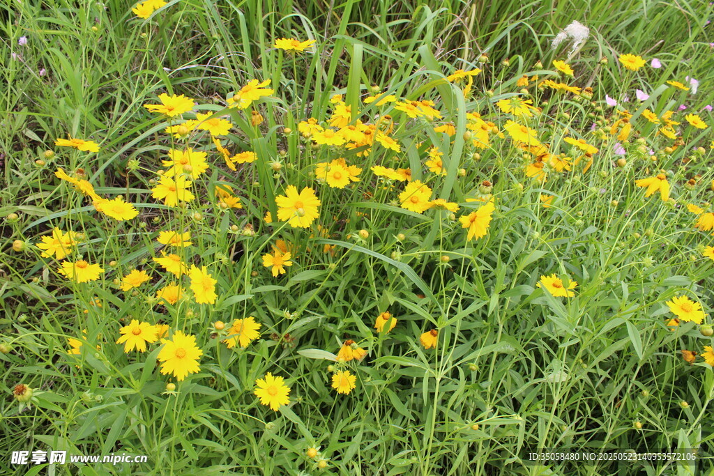 金鸡菊  
