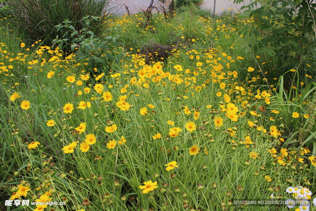 金鸡菊  