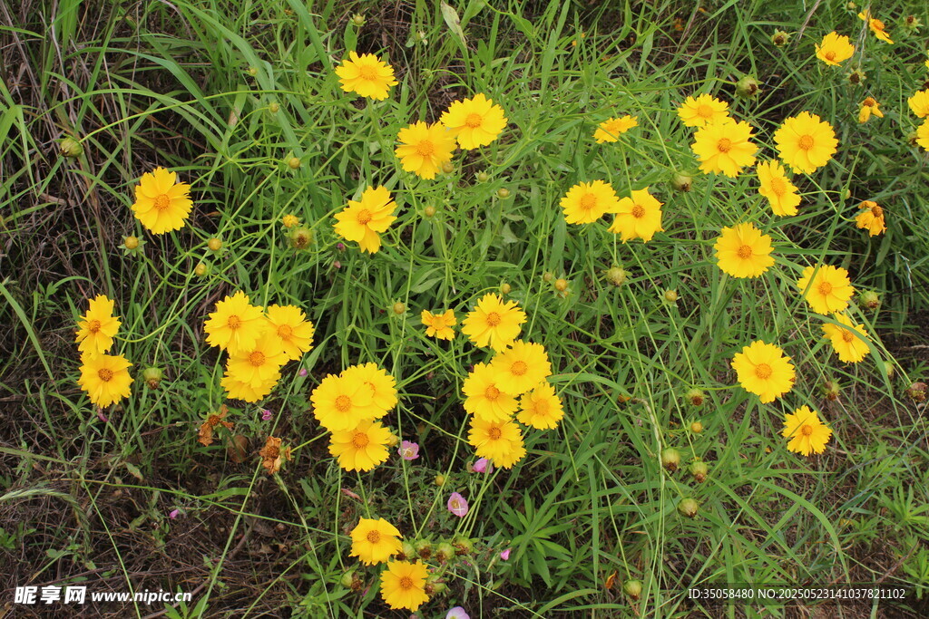 金鸡菊  