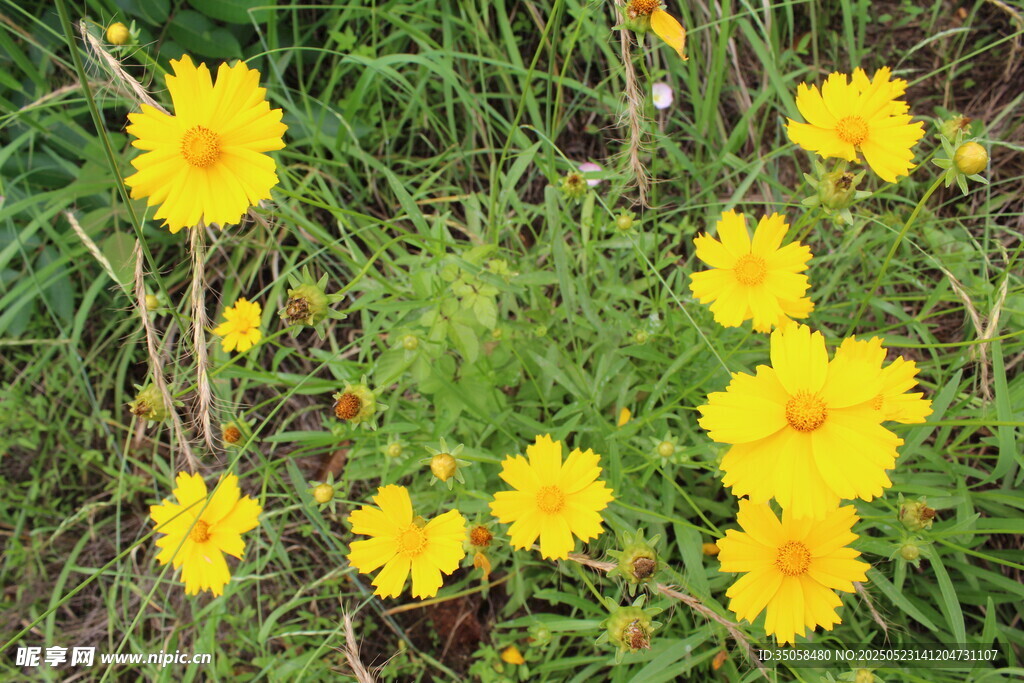 金鸡菊 