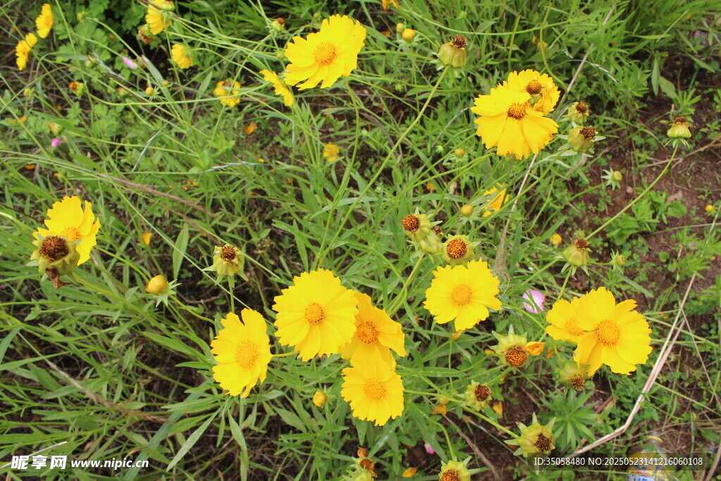 金鸡菊  
