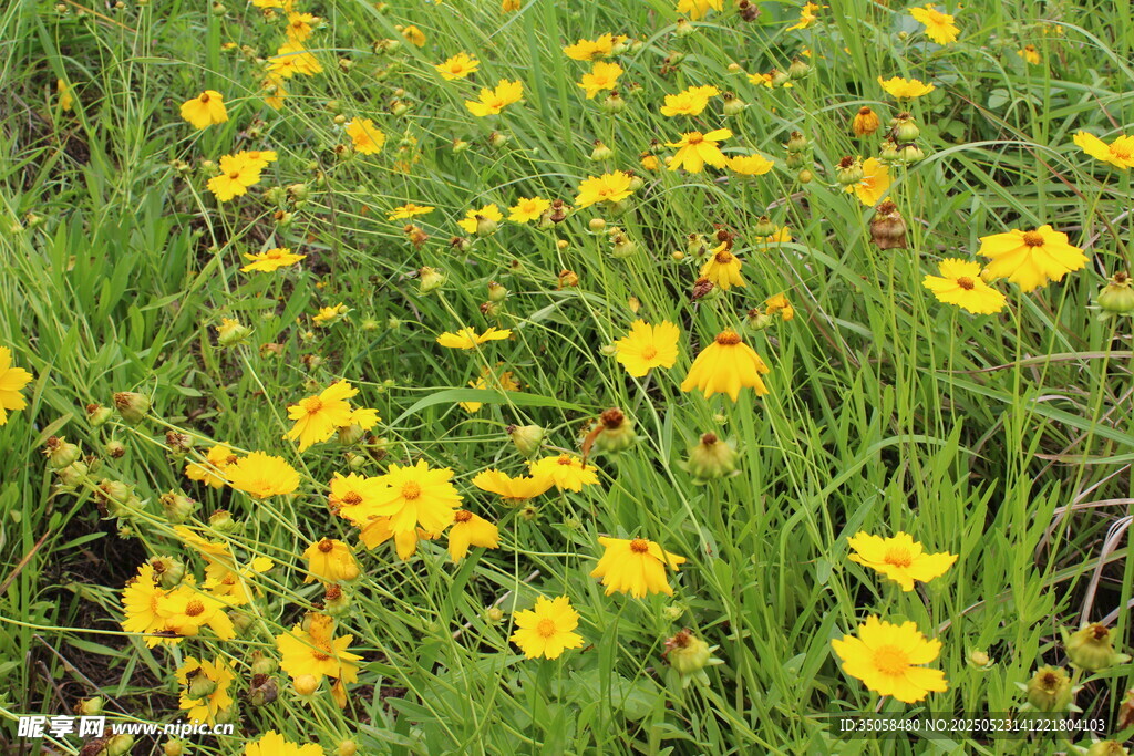 金鸡菊  
