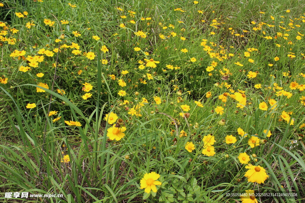 金鸡菊  