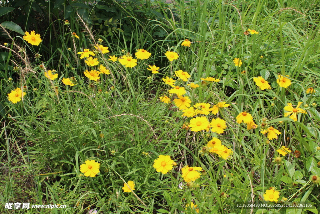 金鸡菊 