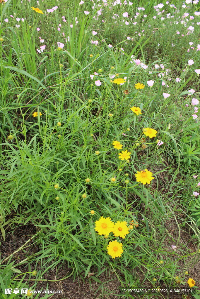 金鸡菊  