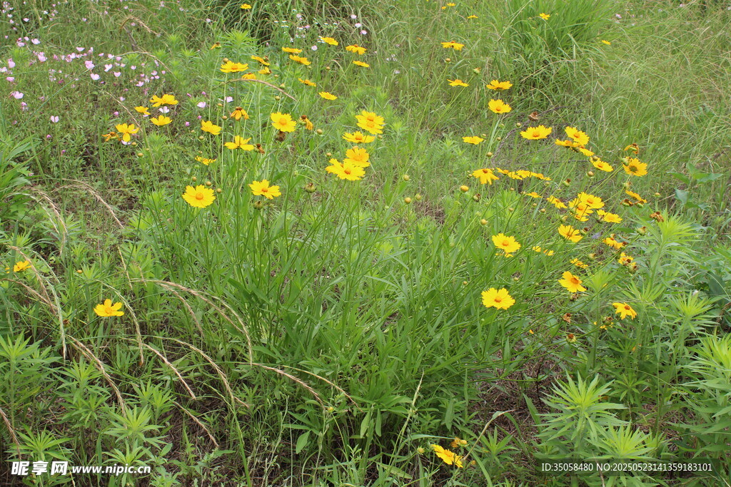 金鸡菊  