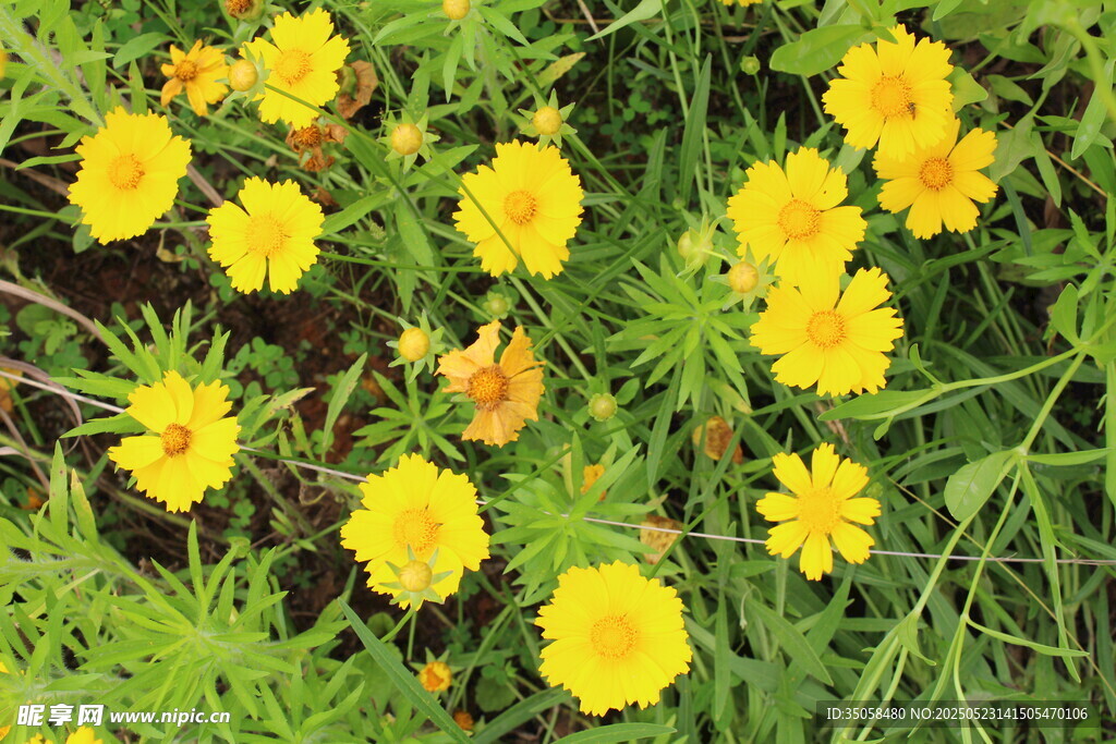 金鸡菊 