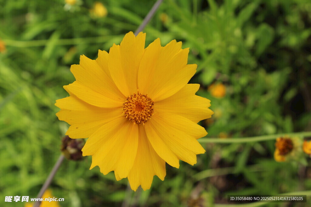金鸡菊 