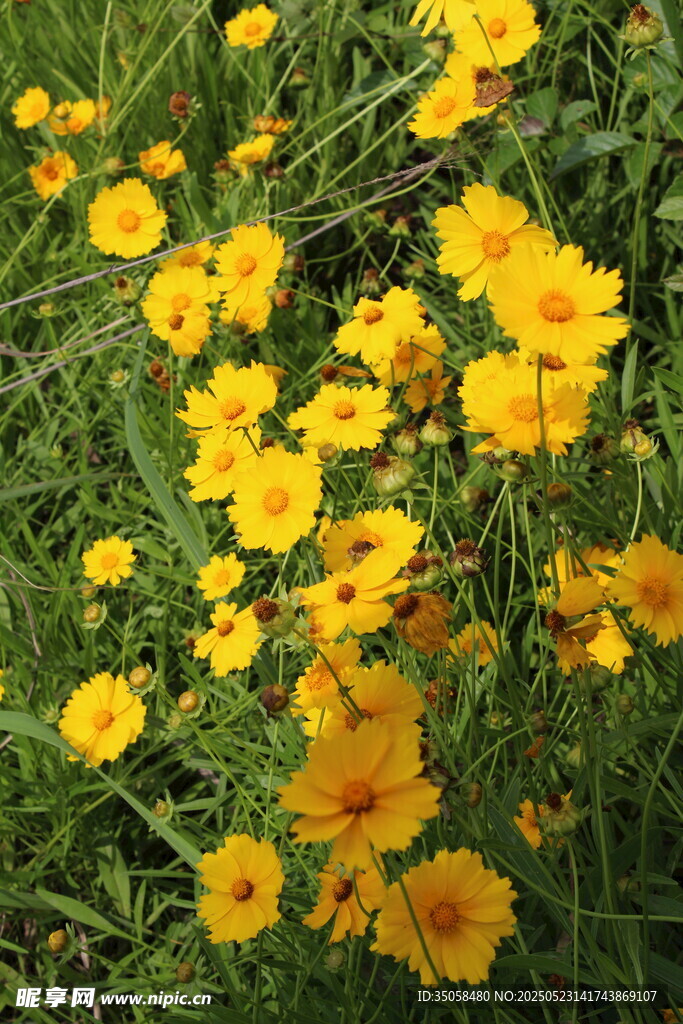 金鸡菊  