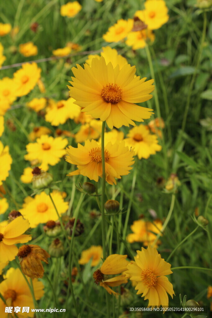 金鸡菊 