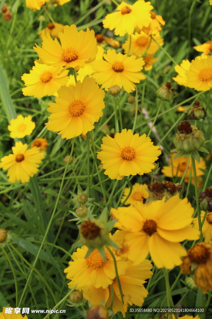 金鸡菊 