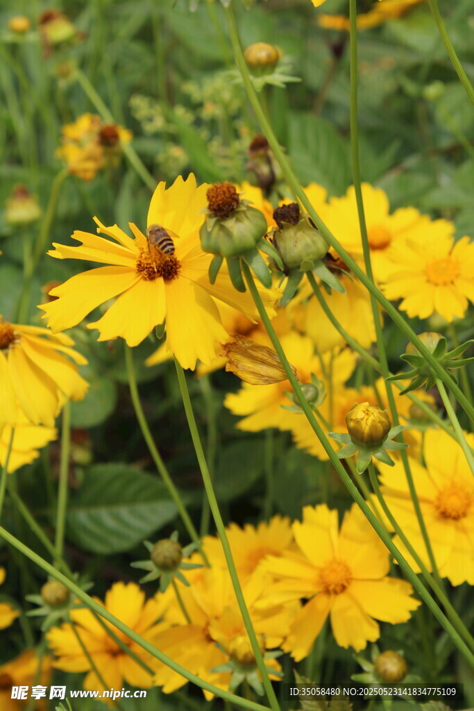 金鸡菊 