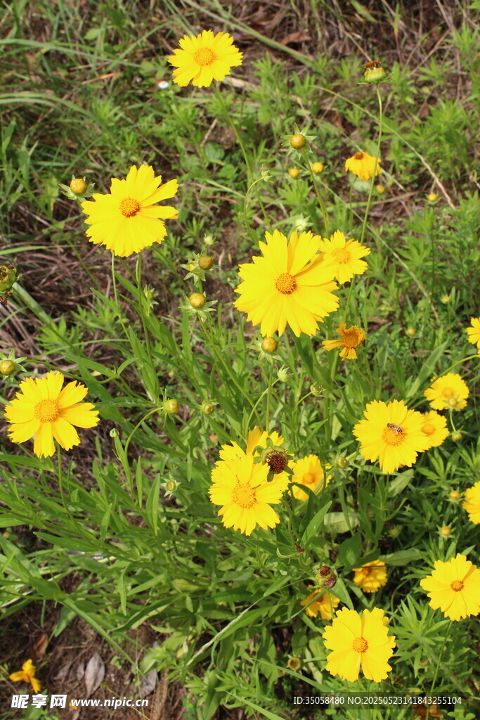 金鸡菊  