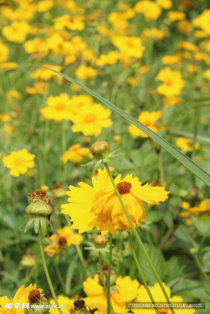 金鸡菊  