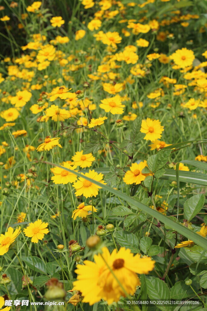 金鸡菊  