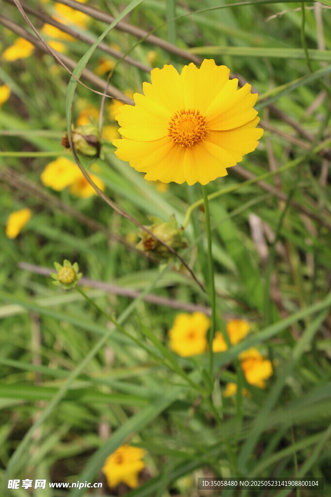 金鸡菊 