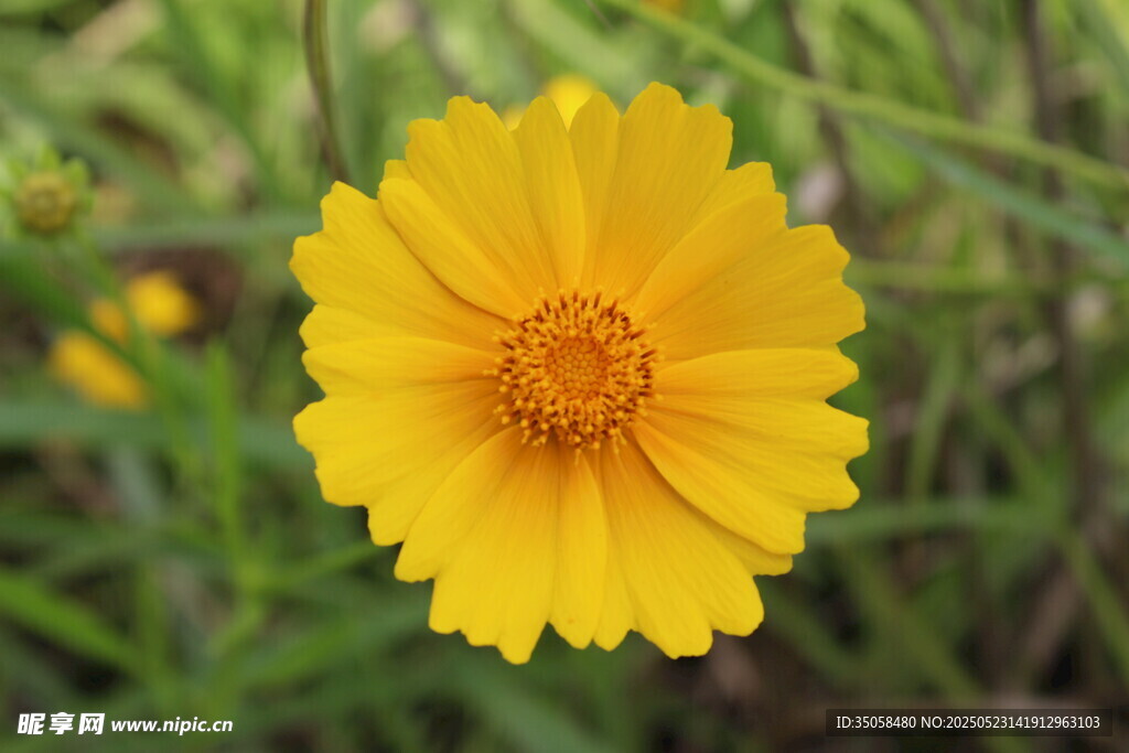 金鸡菊  