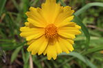 金鸡菊  
