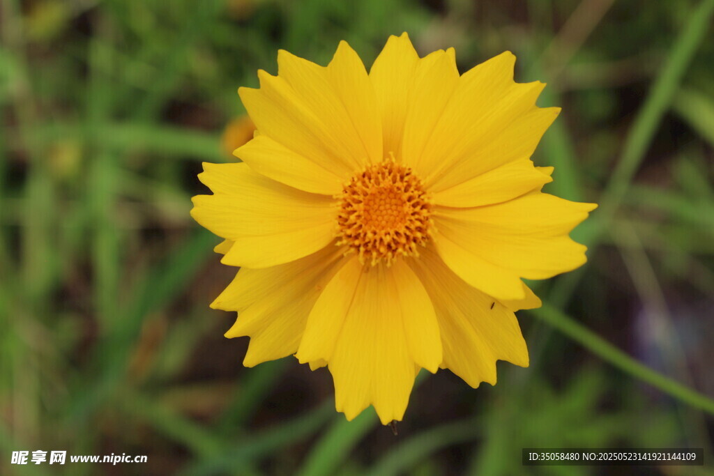 金鸡菊  